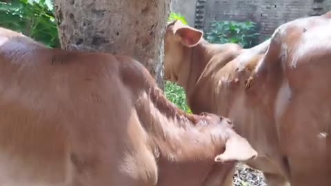 Get ready to witness the cutest moment ever as a baby cow takes its first sip of cow's