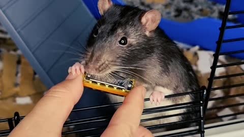 Talented Rat Plays Tiny Harmonica