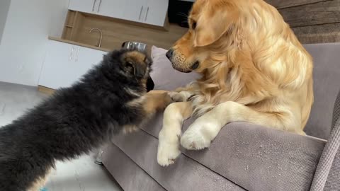 My German Shepherd Puppy Has an Argument with My Dog