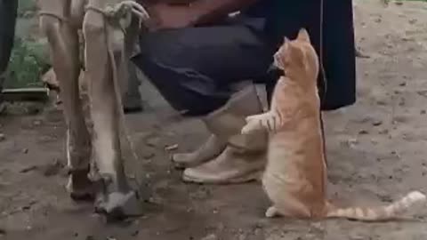 Cat Getting Fresh Milk in Costa Rica