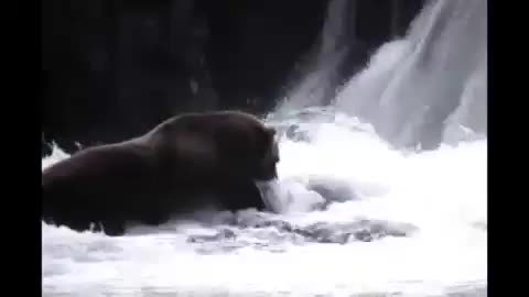 Wild Bear catches salmon near a waterfall.