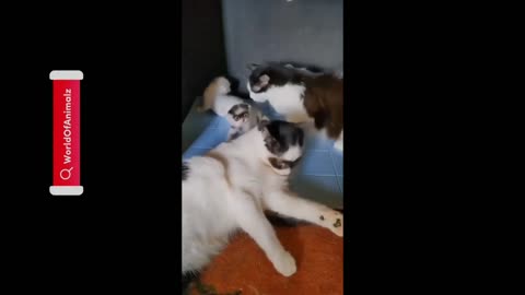 A fight between cats and dogs 😨😨