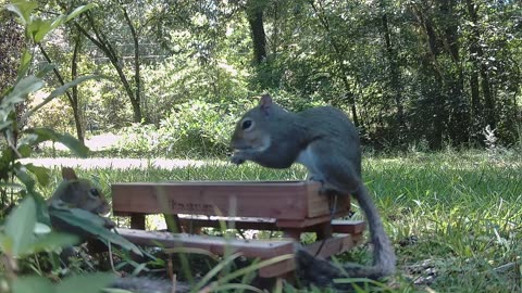 Two squirrel clips Squirrel Alert! Will two squirrels get along?