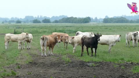 COW VIDEO ---- COWS MOOING AND GRAZING IN A FIELD ----(1080P_HD)