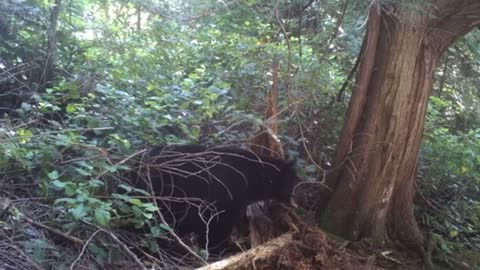 Black Bear Tears Down Old Tree to Snag Some Grubs