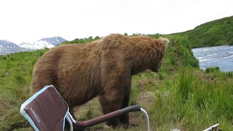 bear sits next to guy