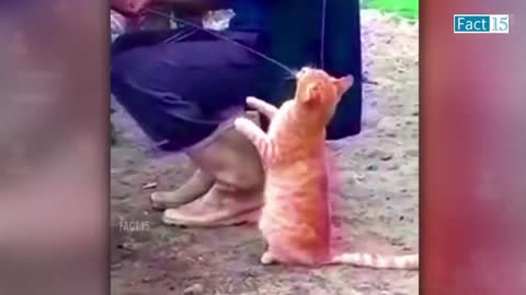 Funny Animals Video 2022