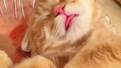 cat sticking out tongue