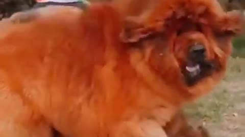 Fierce me, do you like #dog #dogs #dogvideo #funnyvideo #shorts