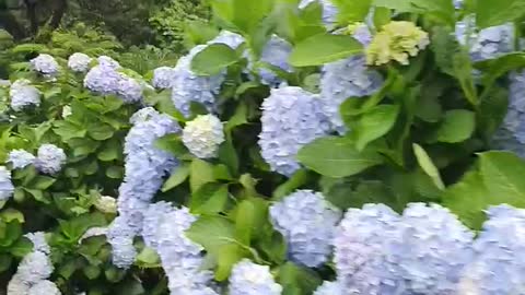 Hydrangea by the side of the road on a rainy day.