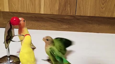 Parrots playing volleyball 🏐🤩