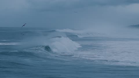 Sea view, Birds fling.