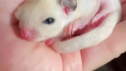 sugar glider pet cute ک boy Beautiful - Soft boy