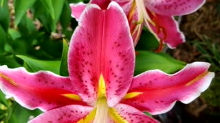 Stargazer lilies Somewhere in Virginia