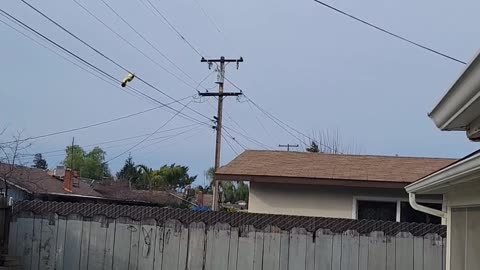 Mylar Balloon Luckily Slips Through Powerlines