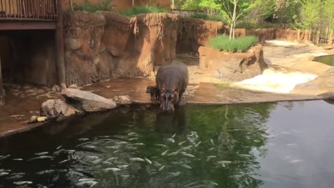 THE MEMPHIS CITY ZOO USES AN ADVANTAGE PORT-A-VAC TO KEEP MINNIE'S POND CLEAN AND SAFE.