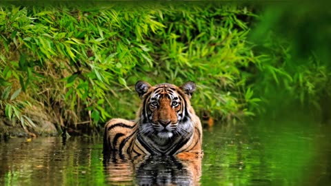 White Tiger & orange Tiger in Water#beauty of Tiger#King of Forest