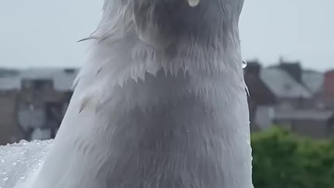 Catching a Fish By Hand... For My Pet Seagull #rumble short video