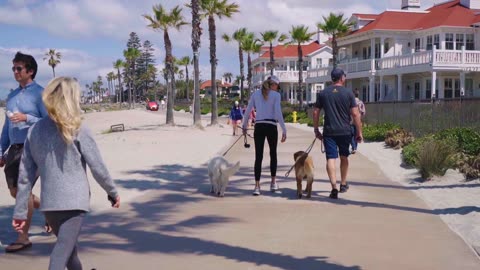 Husband & wife jogging with their pets