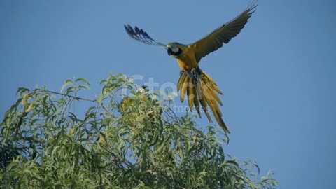 Video of macaw fly on a tree super slow motion. 4K