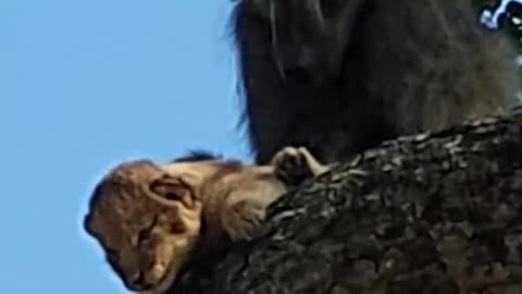 A Baboon kidnaps Lions Cub