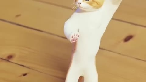 Cute Cat Funny Dance