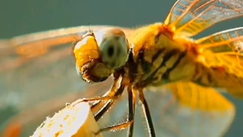 Dragon fly Close up