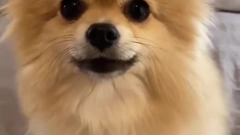 Cute Animal reaction