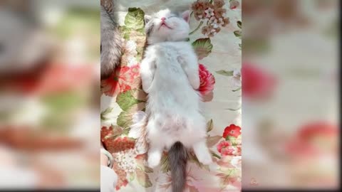 Best of Cute cats and Funny Cat Videos 2023