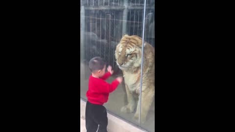 surprising video of #baby with #Tiger #fun #wildlifefun #zoo