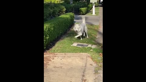 Funny Dog Dancing On The Road Hilariously - He Is Living His Life To The Fullest