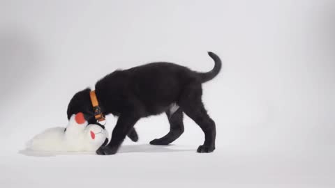 Labrador Retriever puppy on white screen playing