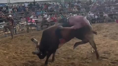 bull ride,bullride goes wrong