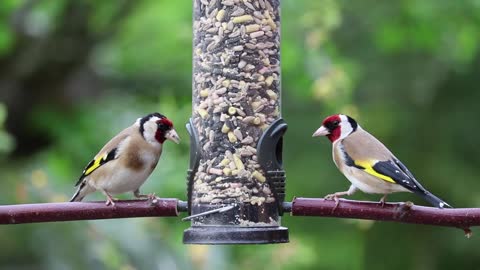 beautifuls goldfinches eating