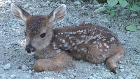 Baby Deer calls Logger "Mom".