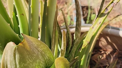 Aloe making limbs?