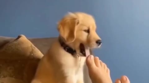 Collection of cute moments of dogs