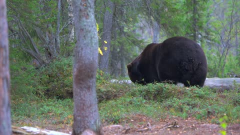 A big polar Bear