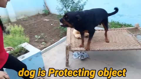 dog showing all training skills |well trained dog ||dog protection skill