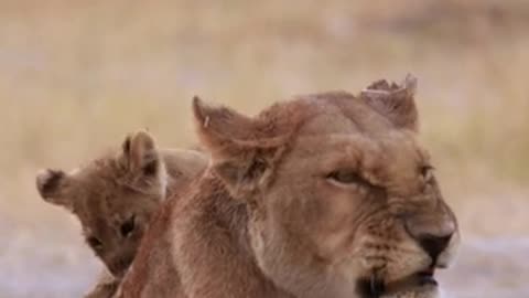 Lion cubs