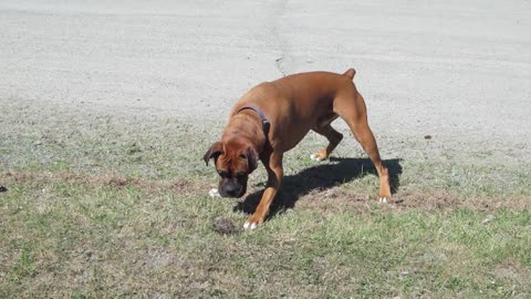 HILARIOUS BOXER DOG SCARED OF A BIRDS NEST!!!