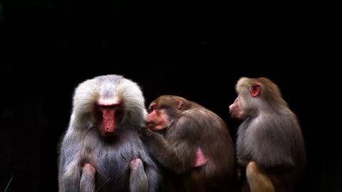 Baboons Animal Delouse Ape Zoo Animal Primates