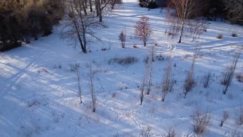 Flying the DJI Mini2 at the Tree Farm