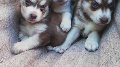 Husky Puppies Play on Hammock