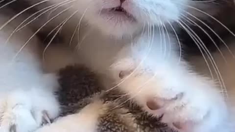 Adorable Sweet Kitten