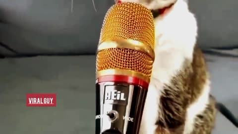 CAT singing A SONG 😁