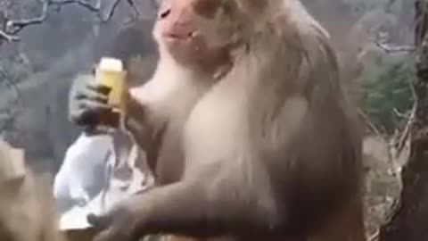 Monkey celebrates New Year 2022 in its own way.