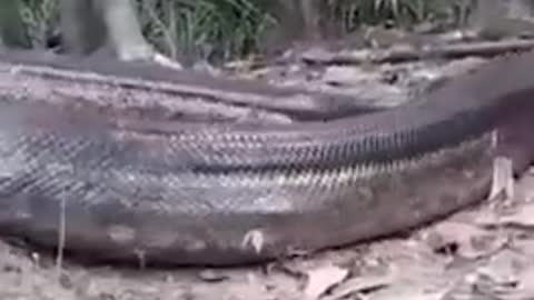 Anaconda - Giant Snake