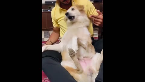 New Funny Animals Videos 😂