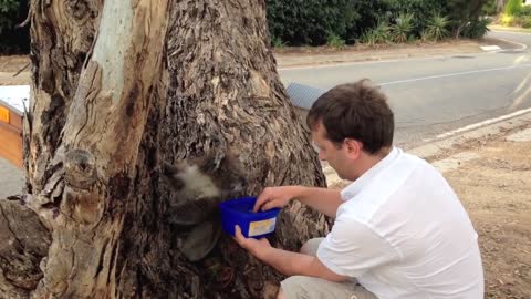 Koala Drinking Water On A Hot Day